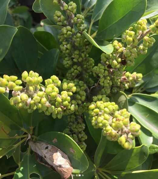 fioritura a racemo schefflera