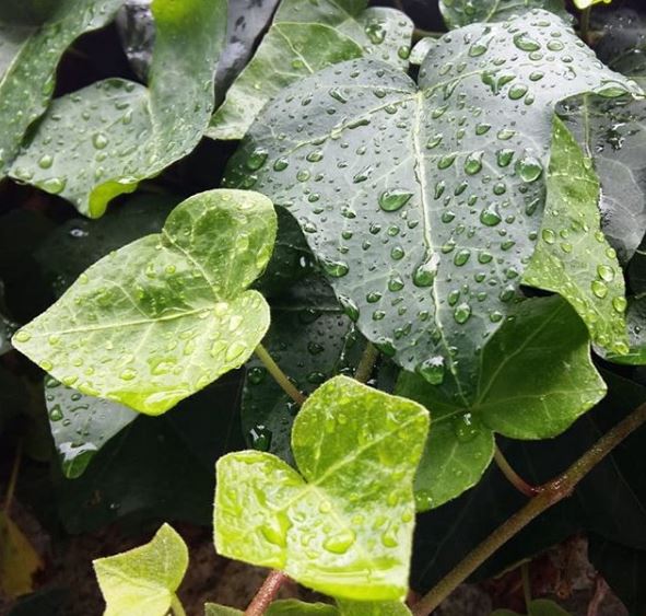 foglie cuoriformi di edera