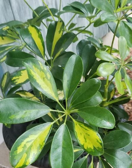 foglie di schefflera
