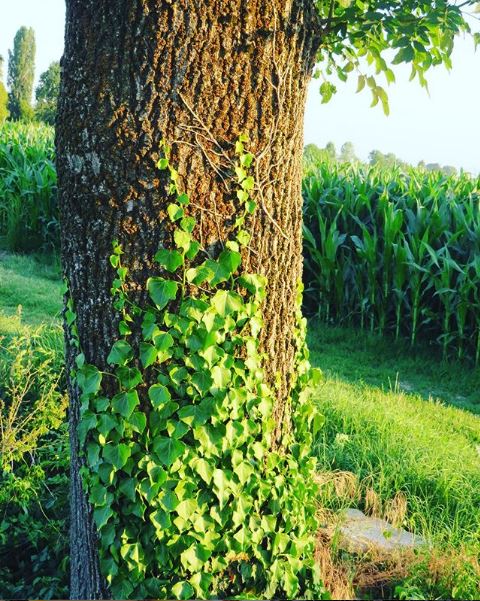 Hedera sul tronco di albero
