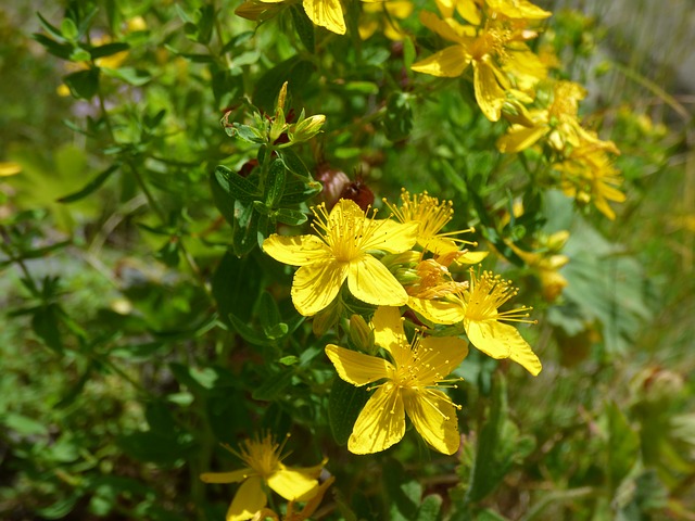hypericum perforatum