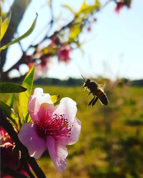 impollinatori a rischio con l agricoltura intensiva 
