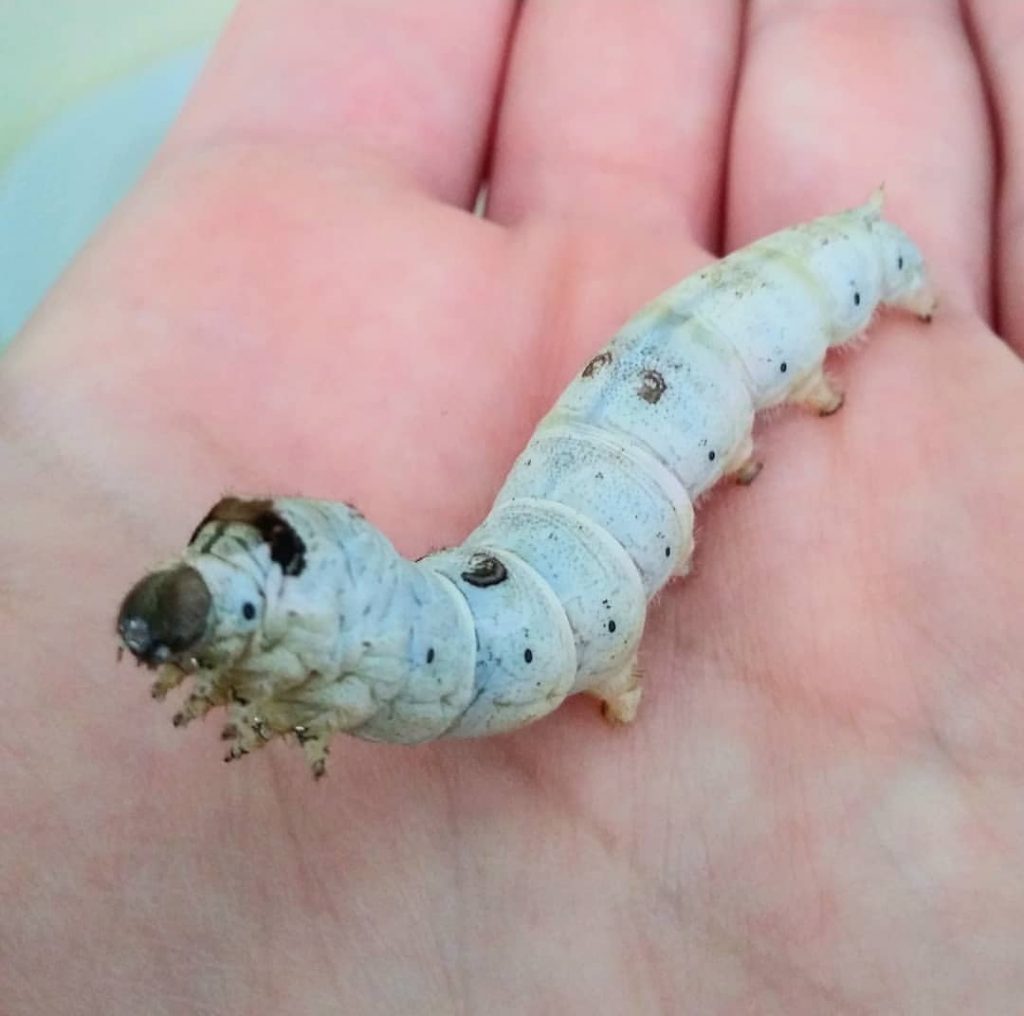 larva di baco da seta