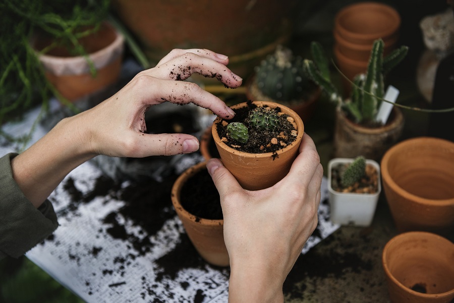 errori di giardinaggio 