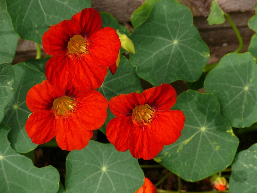 errori di giardinaggio 