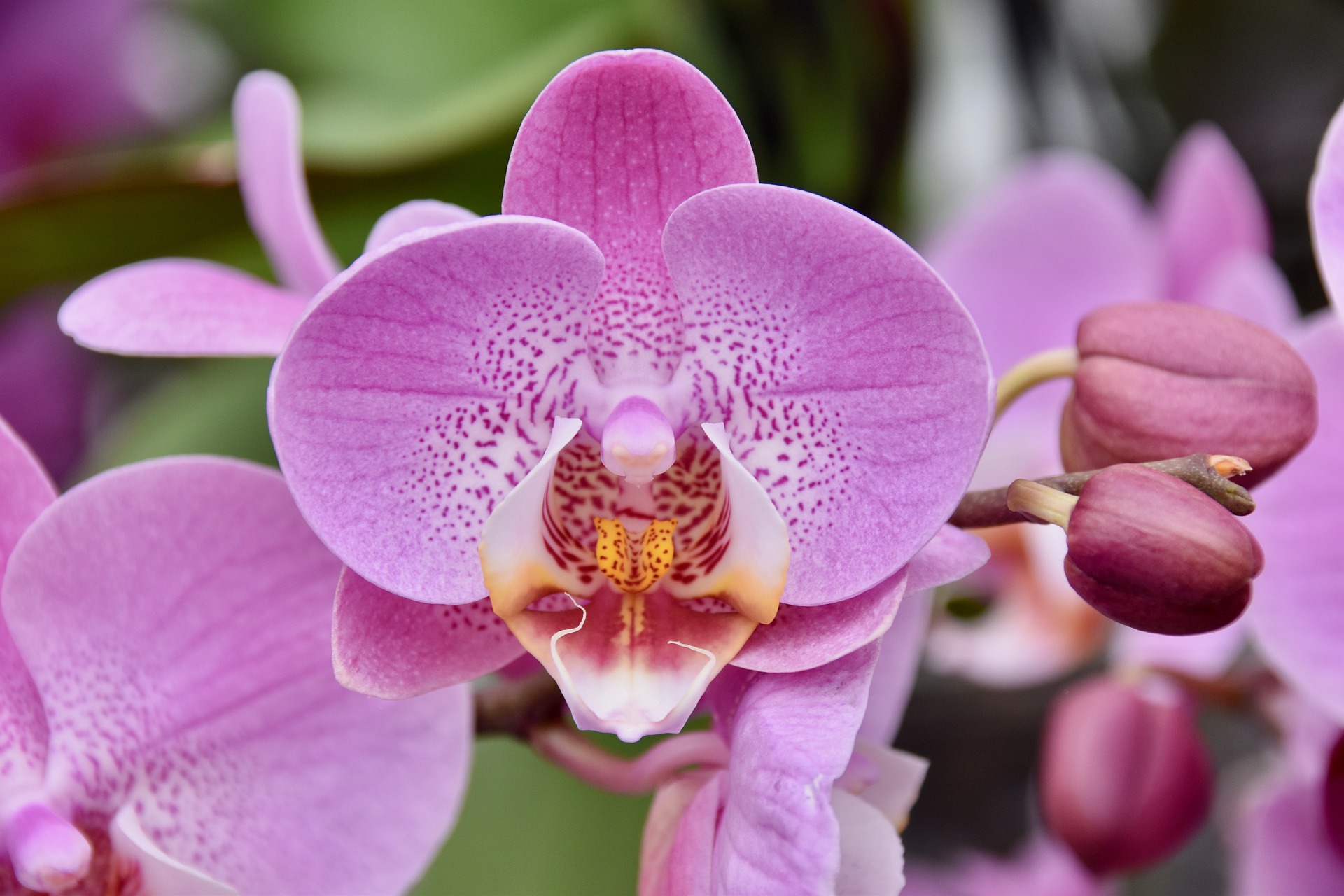 Fertilizzante naturale per orchidee