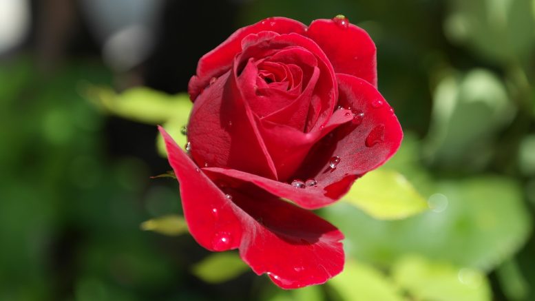 troppo concime alle rose