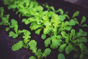 rucola