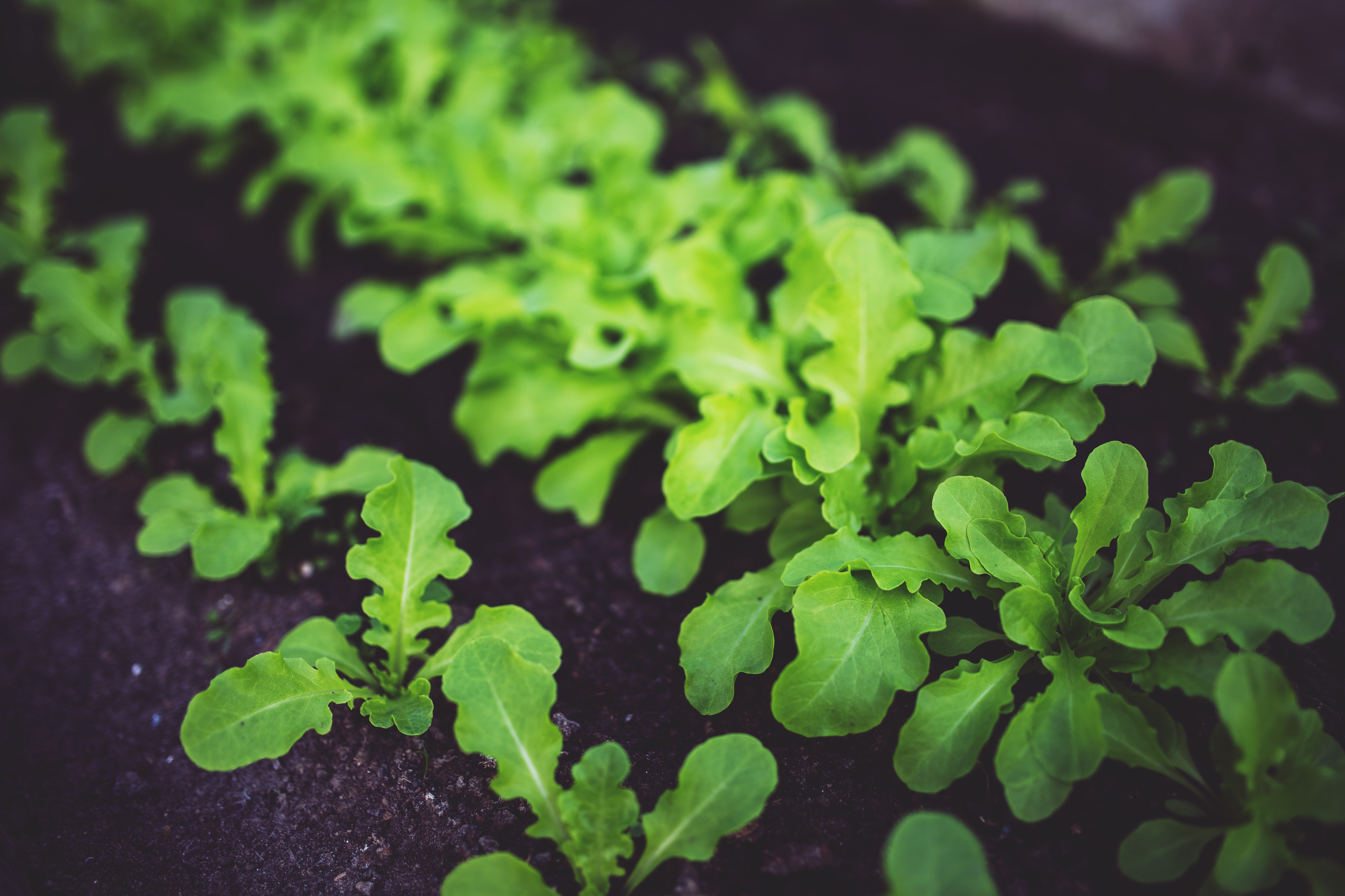 rucola
