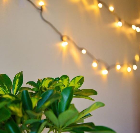 schefflera da appartamento