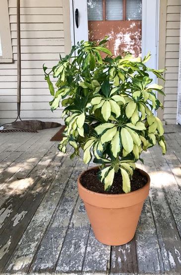 schefflera in vaso