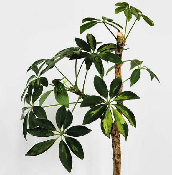 schefflera