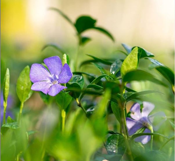 vinca minor