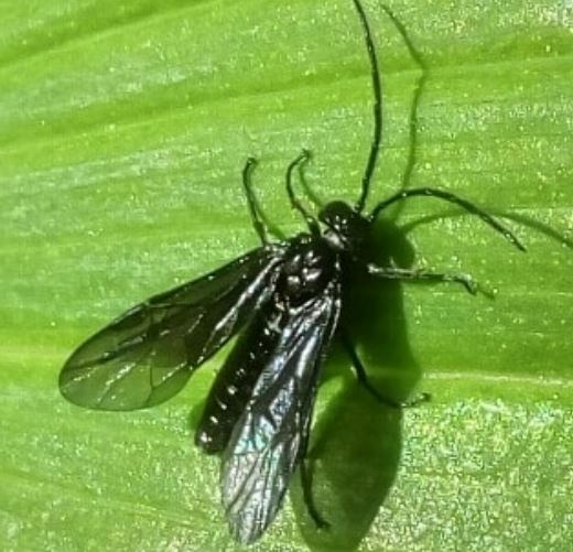 sigaraio Claudis pectinicornis,
