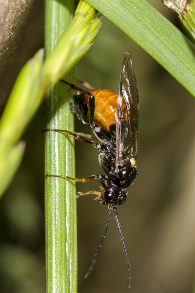 la mosca rosa alba incontri