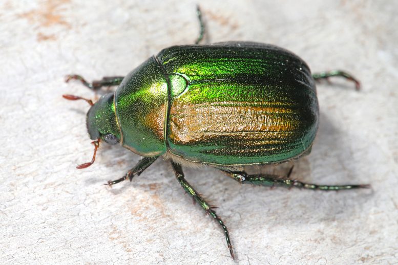 carruga della vite coleotteri della vite