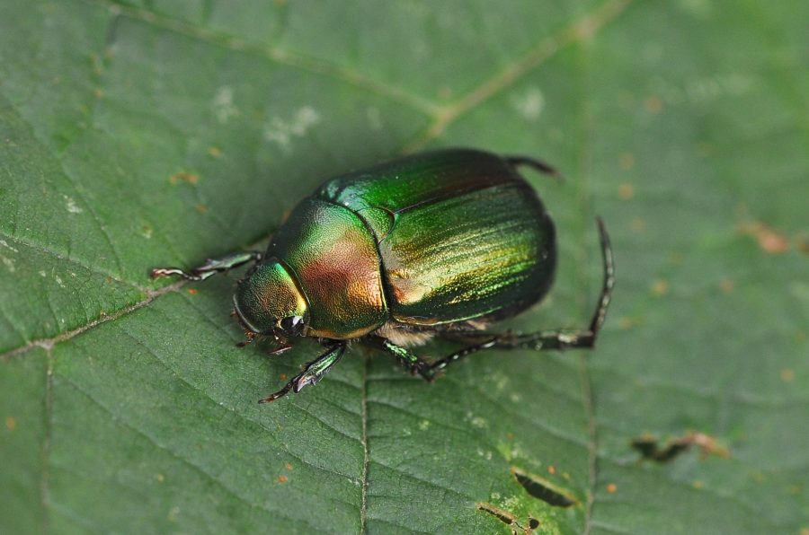 carruga della vite