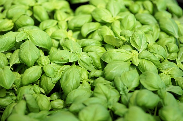 Macchie gialle su piante aromatiche