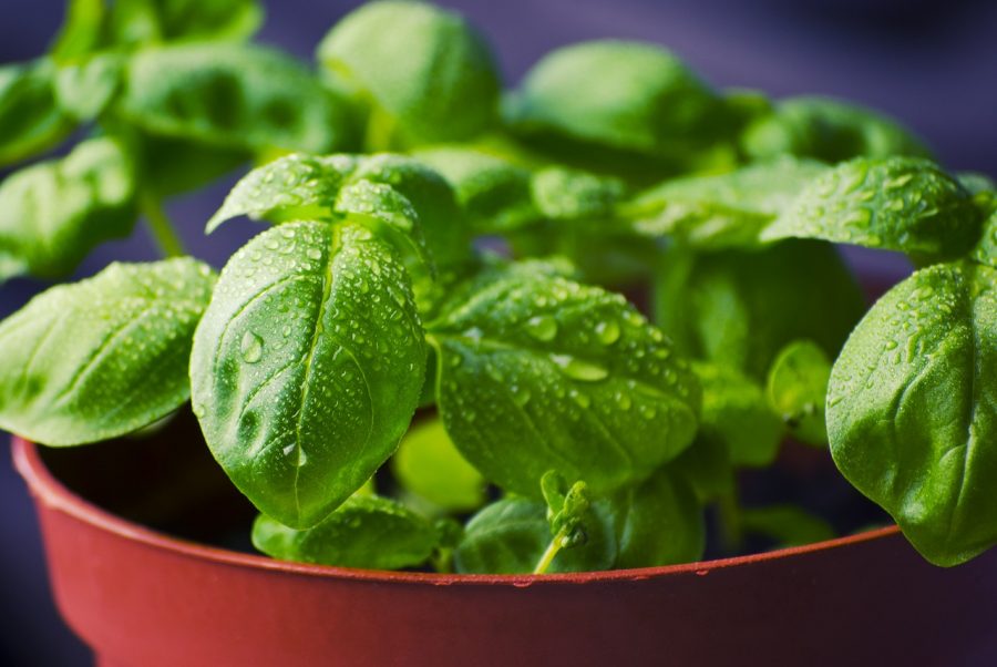 parassiti delle piante aromatiche 
