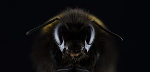 imenotteri
