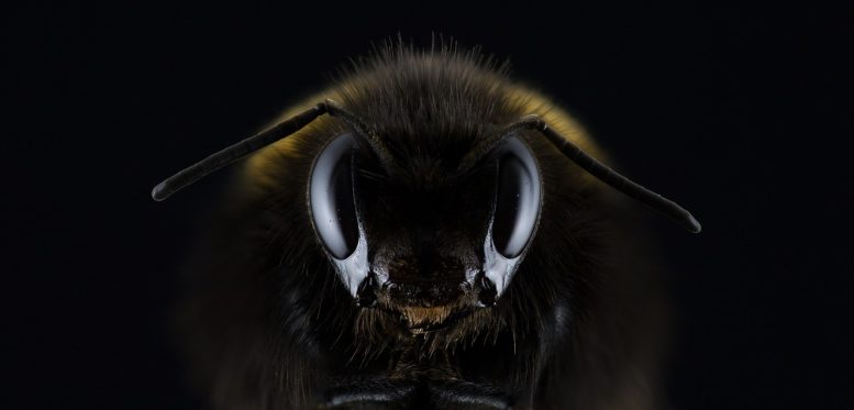 imenotteri