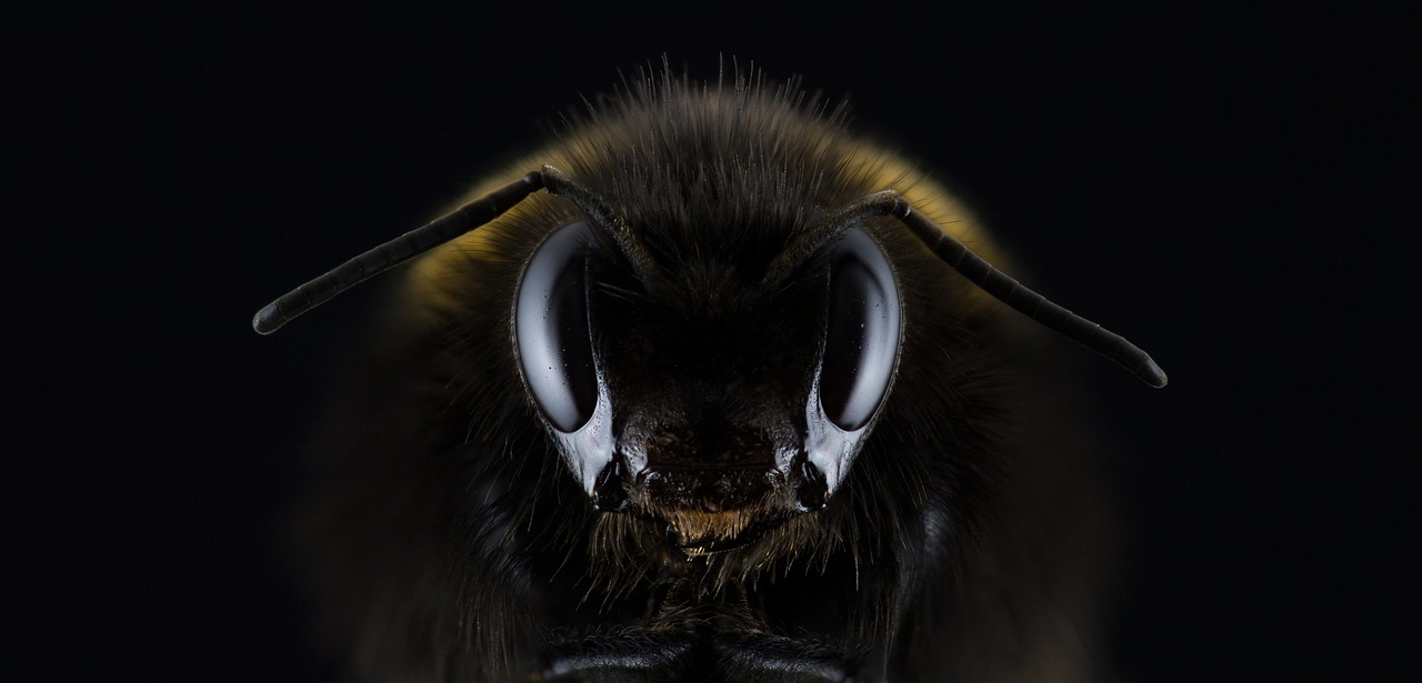 imenotteri
