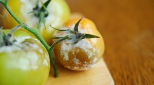 botrite pomodoro rimedi naturali
