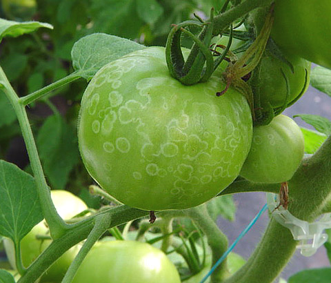 botrite pomodoro