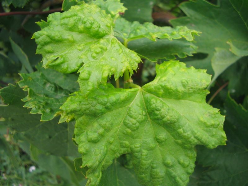 cecidomia della vite