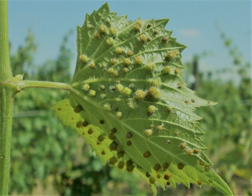 cecidomia della vite