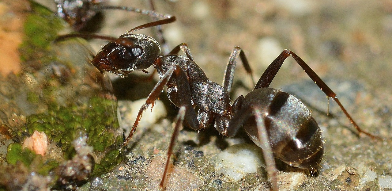 imenotteri