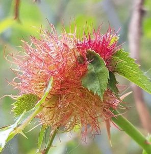 cinipide della rosa