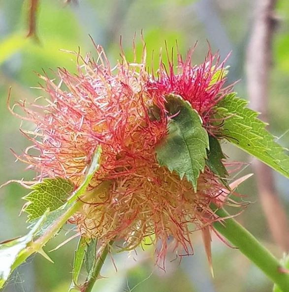 cinipide della rosa