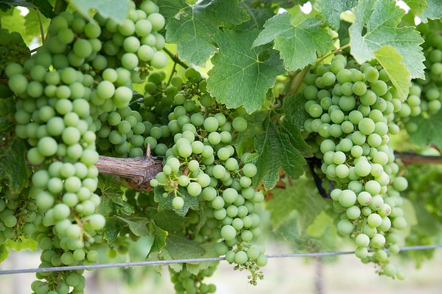 coltivazione dello chardonnay