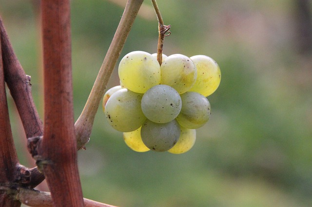 coltivazione dello chardonnay