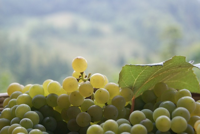 colline-prosecco