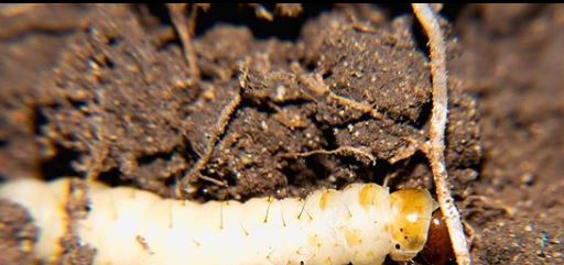 larva di calandra della vite
