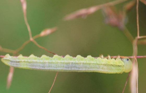 larva di sigaraio