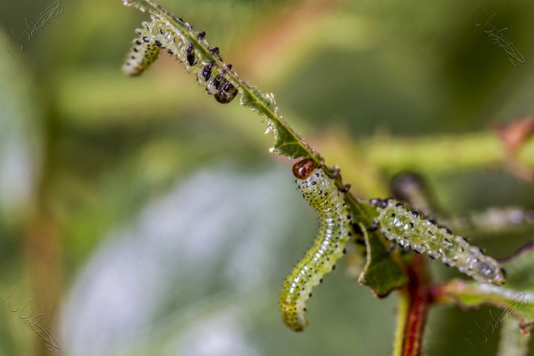 larve mosca delle rose
