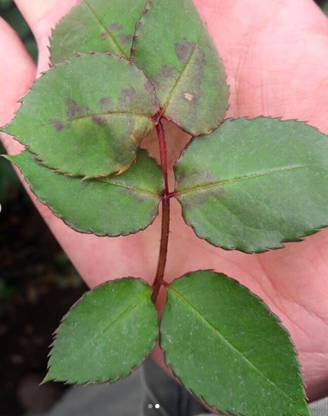 malattie fungine, peronospora