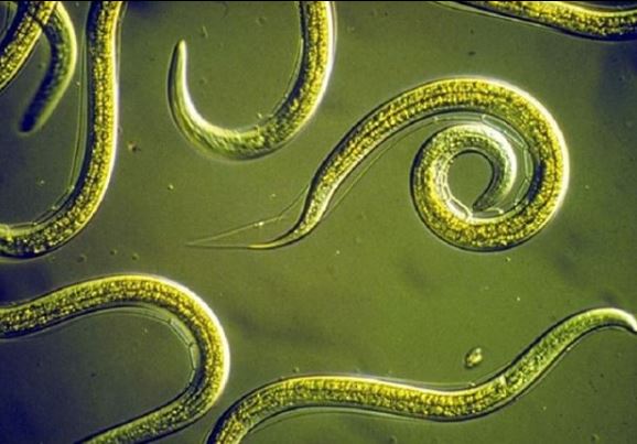 nematodi, parassiti della calandra