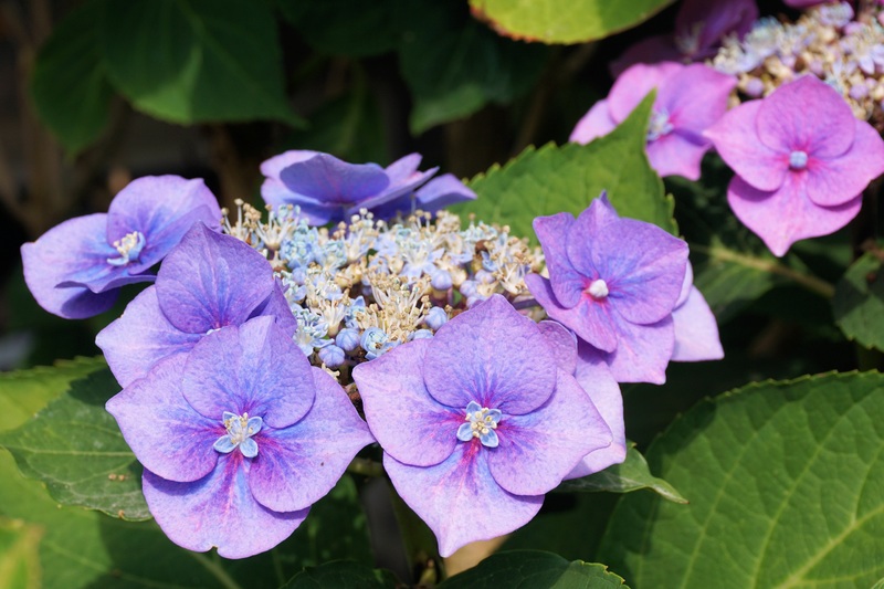 per far fiorire ortensie azzurro violetto serve un terreno acido