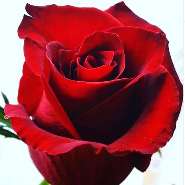 rosa da copertina