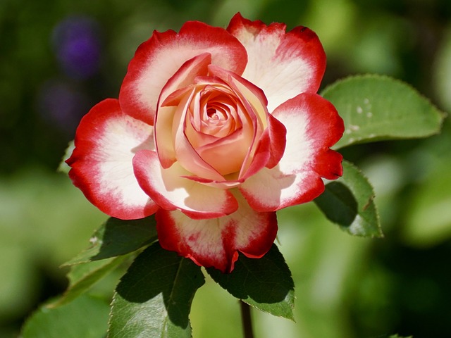 ruggine-delle-rose