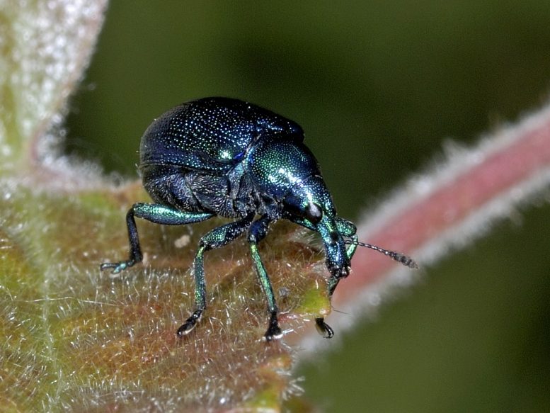 sigaraio del pero