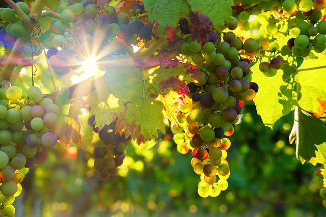 sintomi della flavescenza dorata della vite