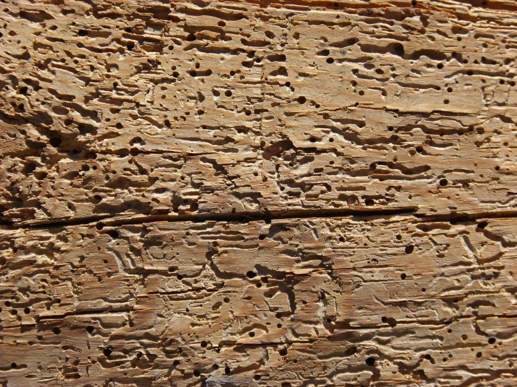 tarlo-quercia