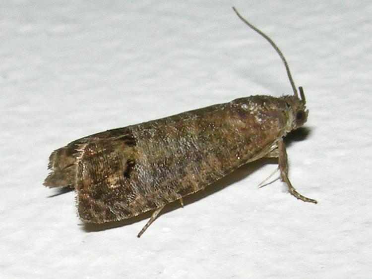 cydia pomonella