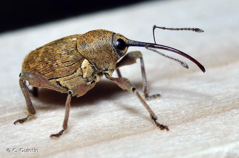 curculio nucum