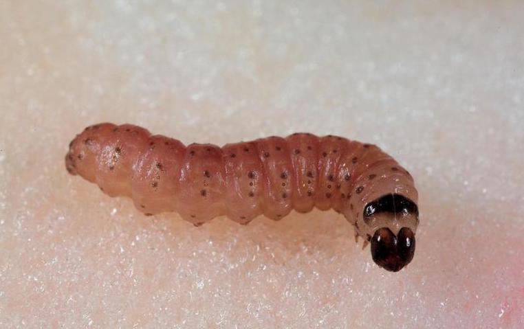 cydia pomonella